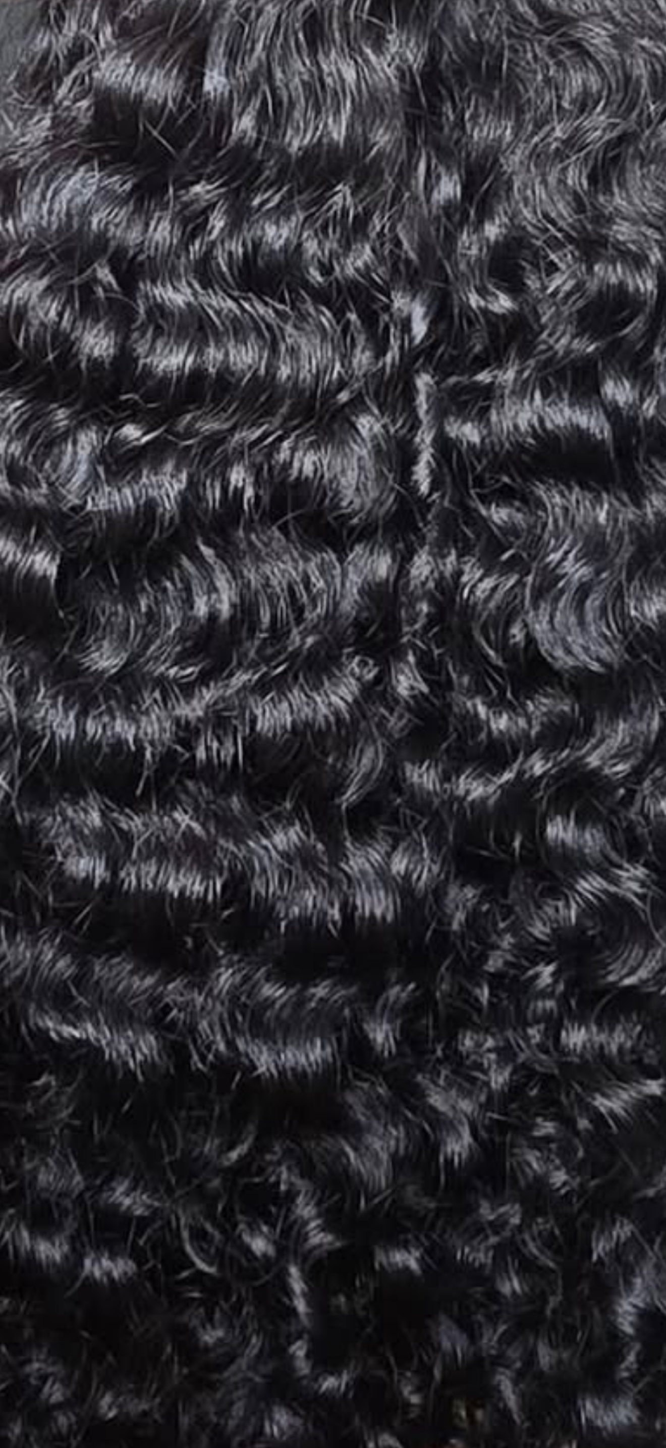 Burmese Curly